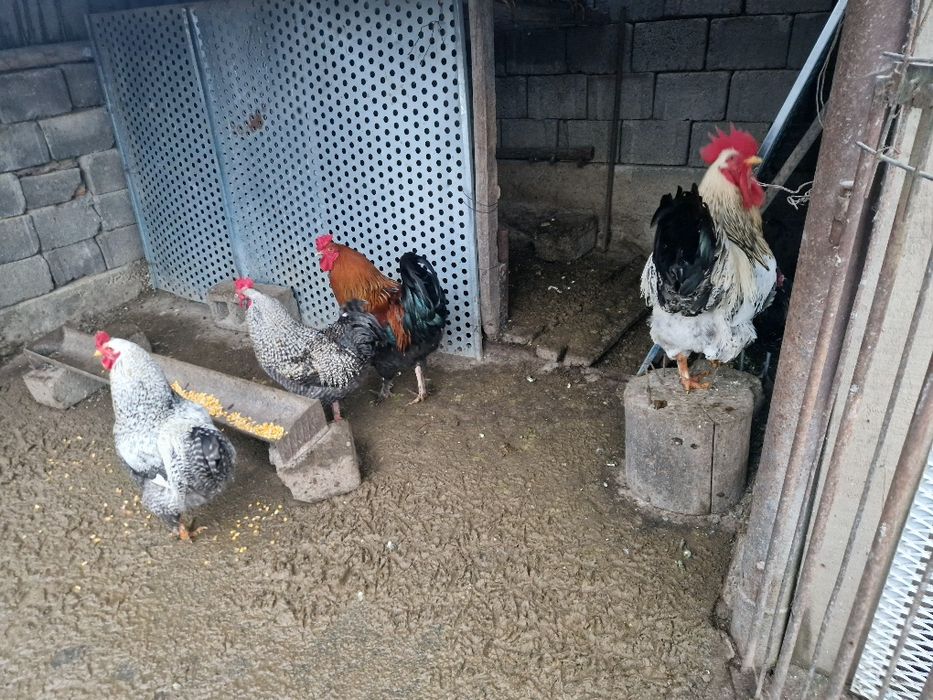 Cocosi crescuti la curte