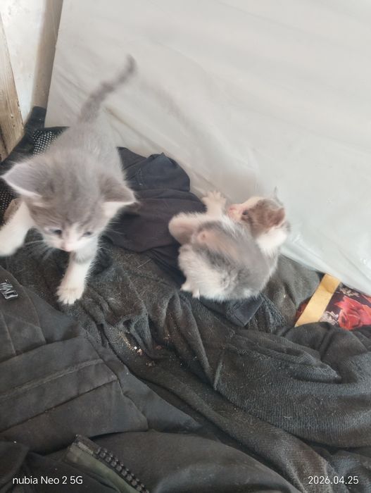 Котята даром или (тигры)