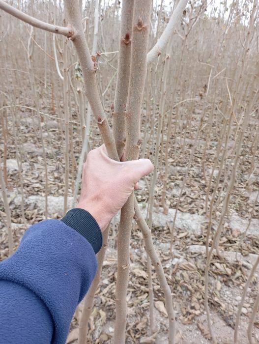 Yapon tut kuchatlari