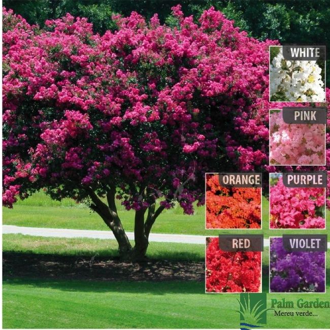 Liliac Indian diferite culori și mărimi