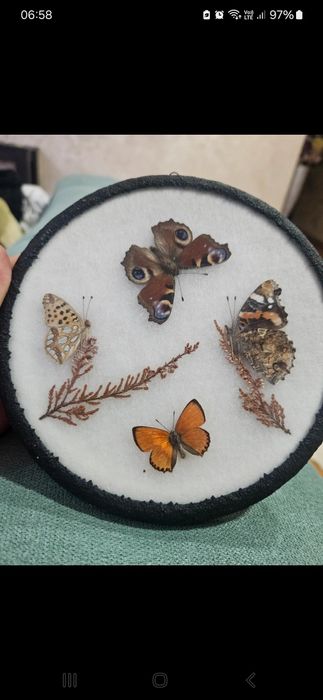 Fluturi rari de colectie