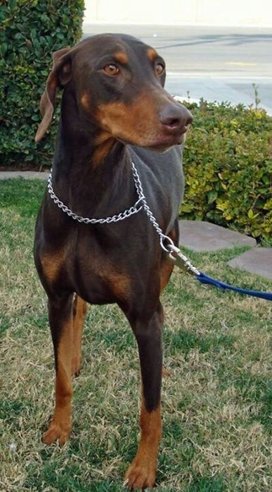 Доберман кобель  вязка