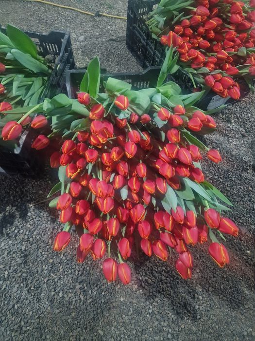 Тюльпаны.    люкс оптом