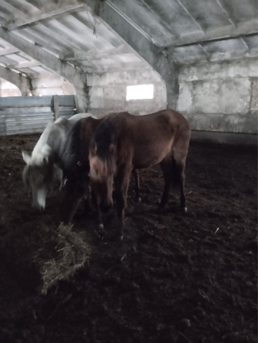 Ту биелер, кобылы