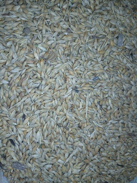 Продам ячмень и пшеницу