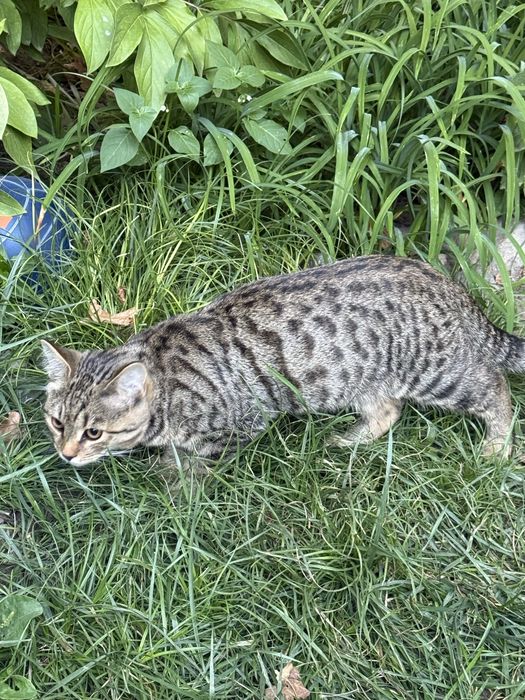 Котенок в добрые руки
