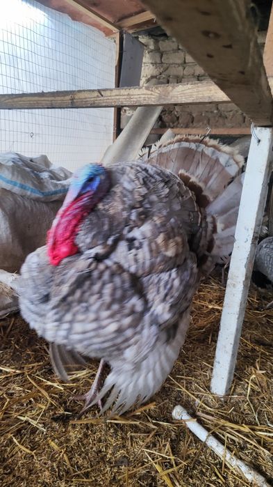 Soglom induk aspidniy