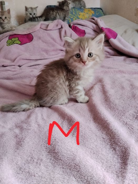 Вислоухие котята.
