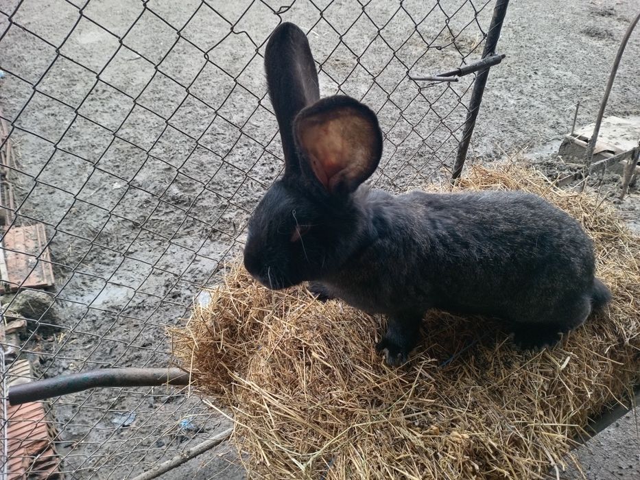 Vand gaini Italian argintie