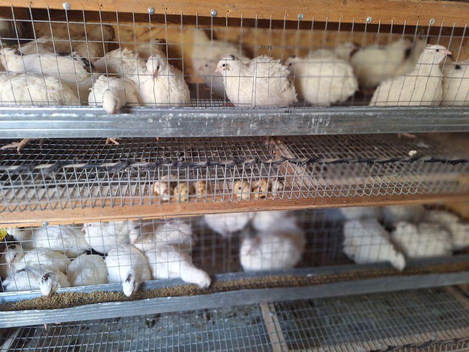 Бодене  Белый гигант