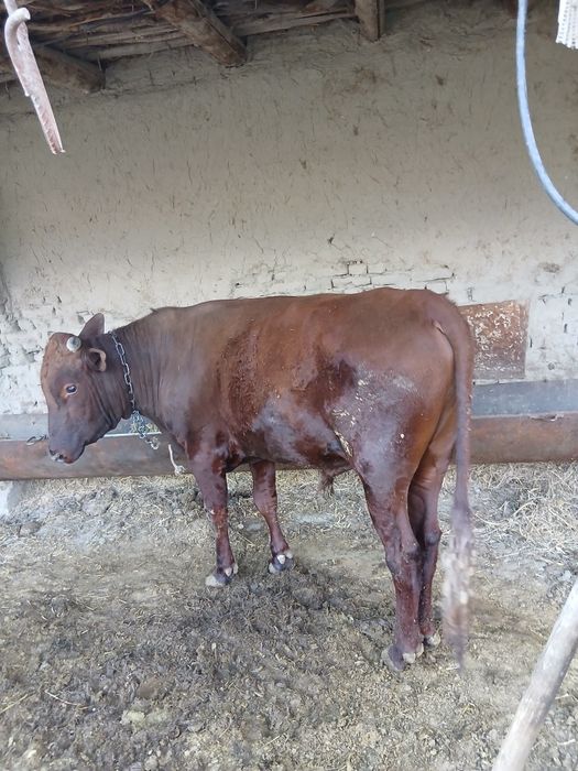 Бука сотилади       ..