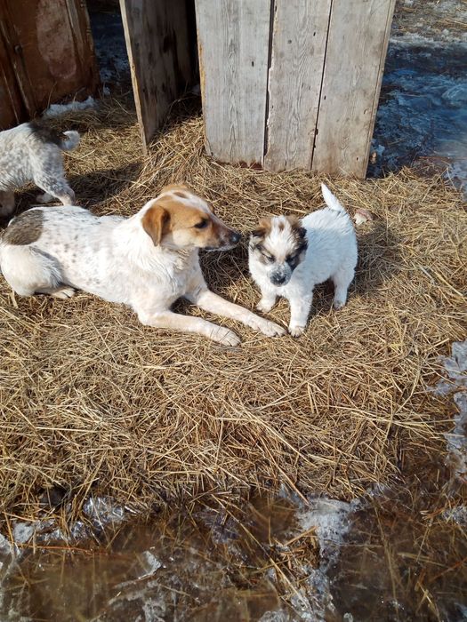 Отдам в добрые руки