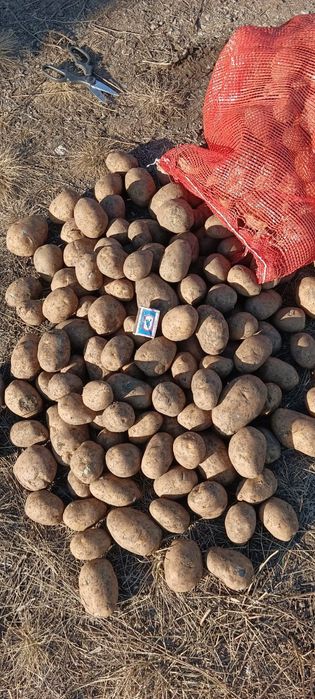 Картофель Гала.,