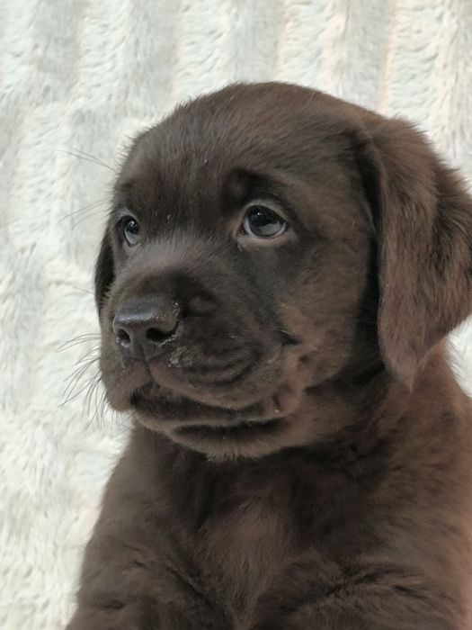 Красивые детки лабрадора ретривера
