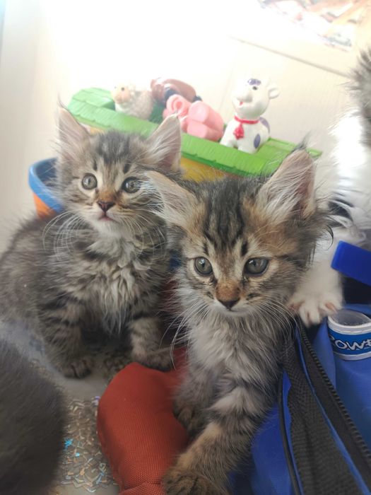 Котята в хорошие руки