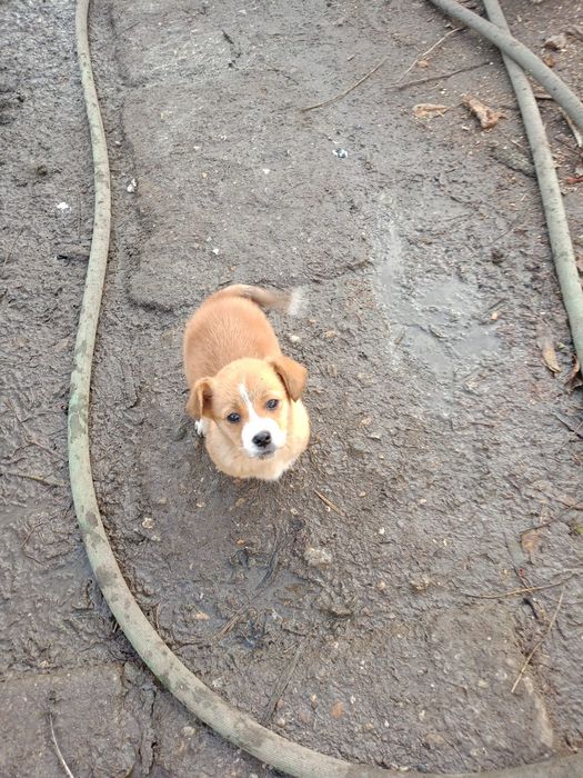 Donez căței pechinezi