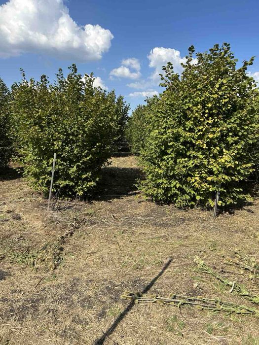 Продава се Земеделски имот в София, в.з. Драгалевци лифта -  кв.м за 20625 €/дка - Снимка #7