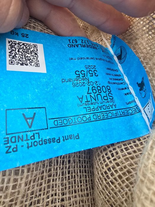 Cartofi de sămânță si arpagic stuttgarter origine olanda