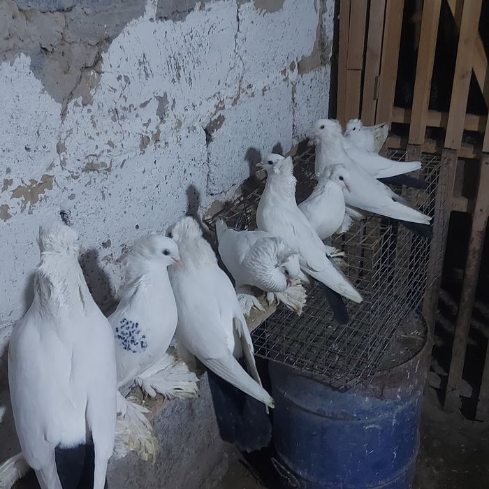 Чернахвость чубати обрезные  старапародный