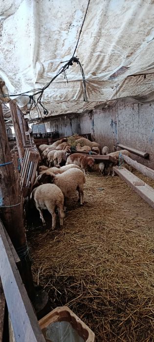 Продавам агнетаа