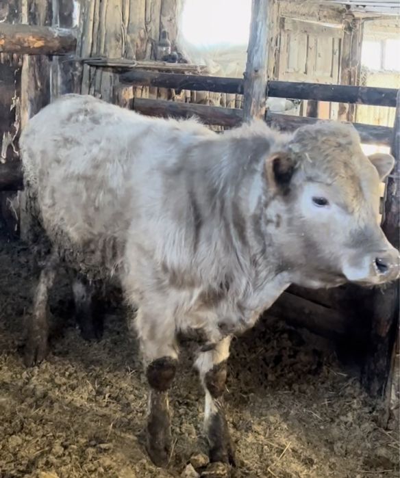 Продам двух бычков