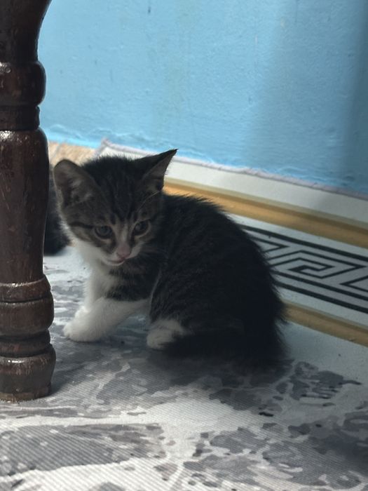 марғаулар сенімді қолға тапсырылады