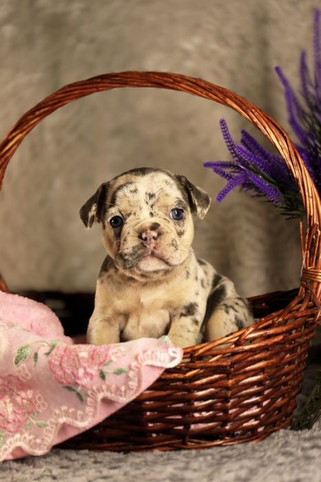 Шикарные породные бульдожки