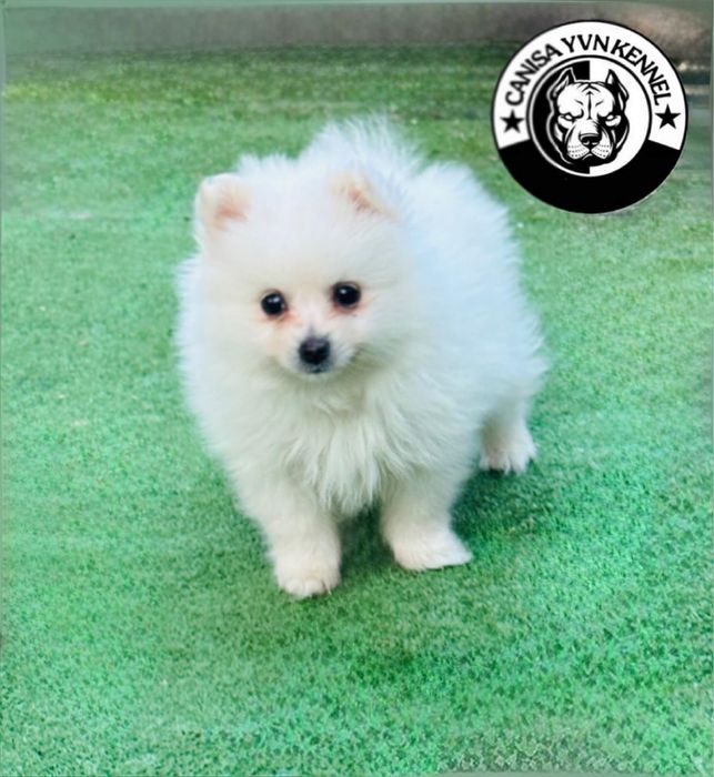 Mascul pomeranian miny cu pedegree