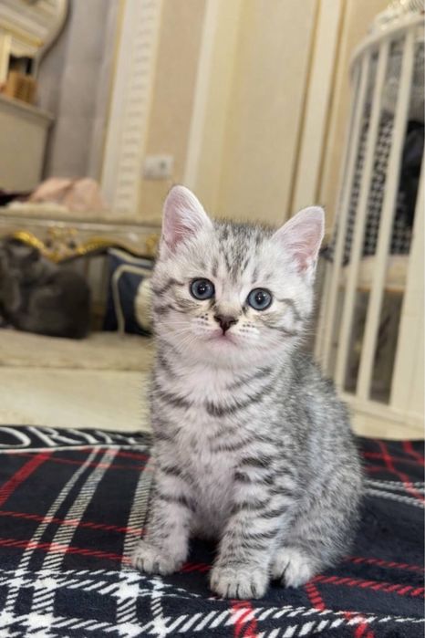 Чистокровные котята