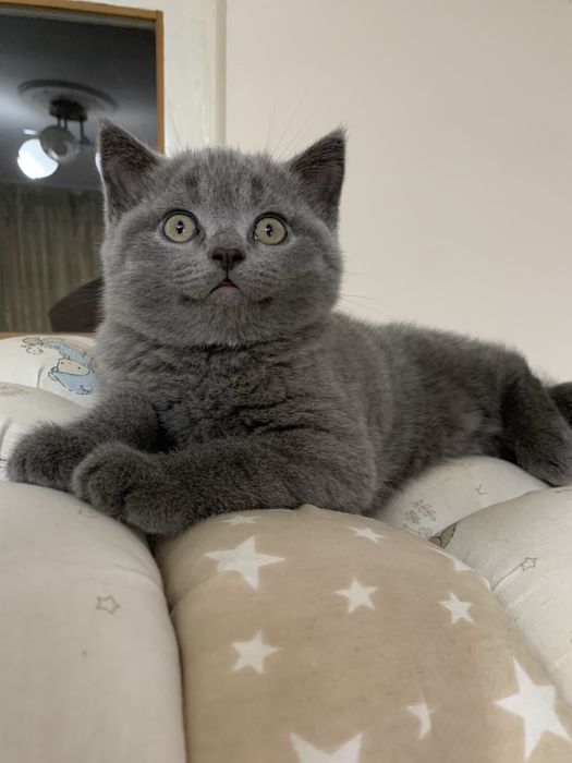 Продается котенок скоттиш страйт