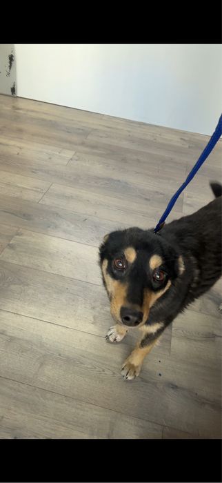 Собачка 7-8 мес, девочка очень ласковая