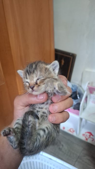 Отдам котят бесплатно