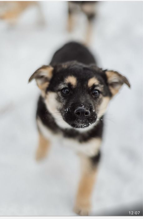 Щенятам срочно нужен дом