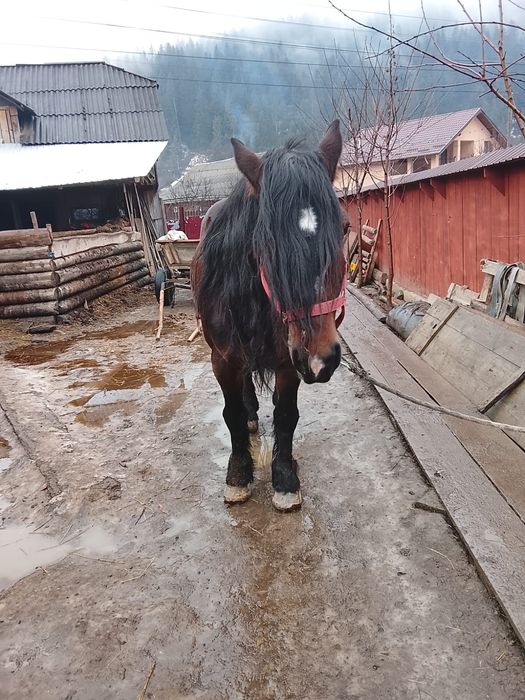 Armăsar 10 ani.   .