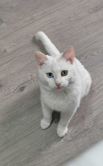 Кошка в ответственные руки