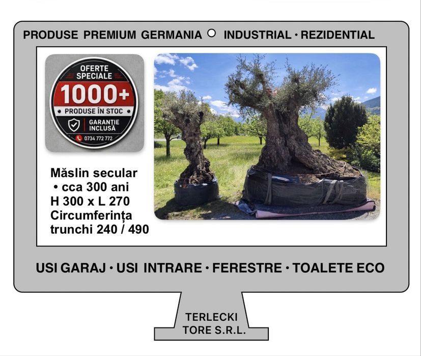 Maslin secular XXXL