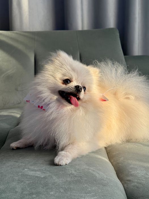 Vand pomeranian mascul cu pedigree