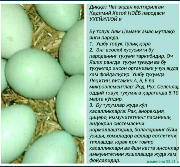 Qora Uxayul, qora bramma, qora jaydari tuxumlari