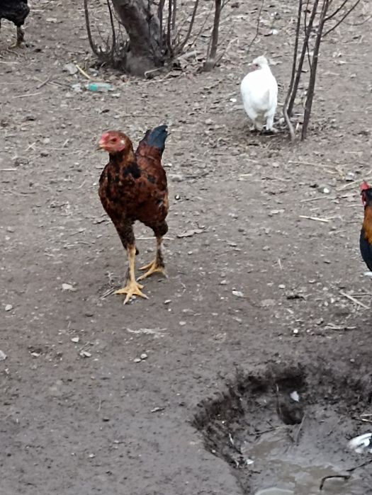 Куланги тавуклар сотилади