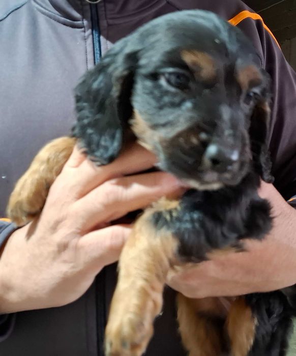 Продавам кокер шпаньол