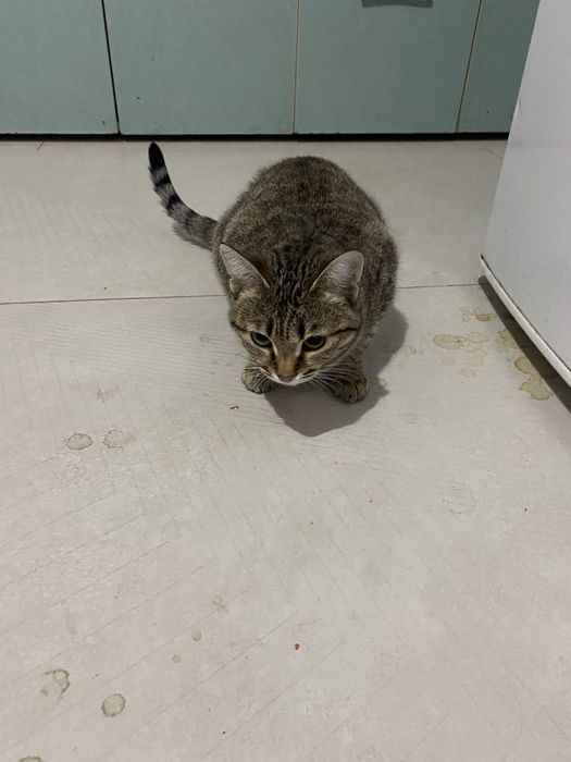 Отдам в хорошие руки кошку 8 месяцев