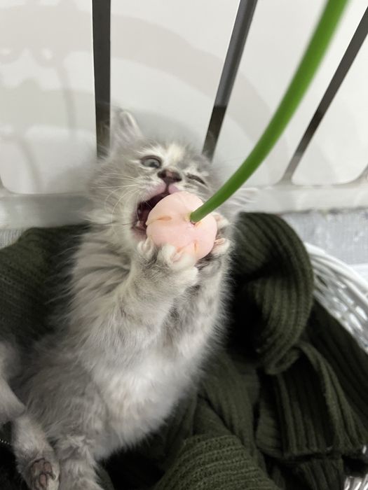 Продается котенок