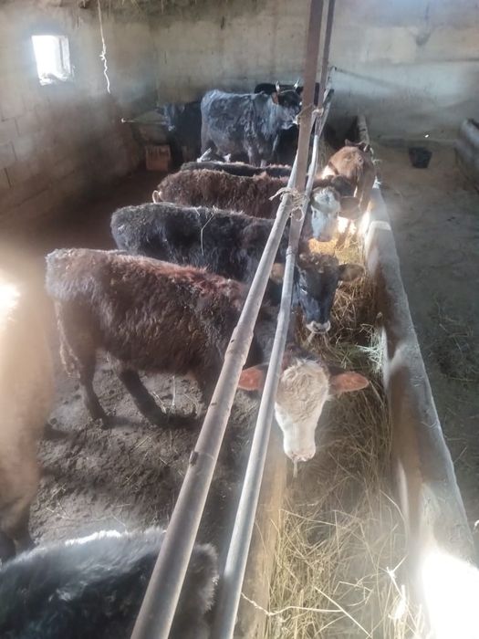 Бұзаулы сиырлар сатылады