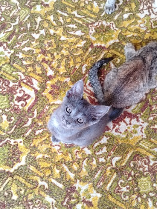 Срочно отдам кошек с котятами в добрые руки