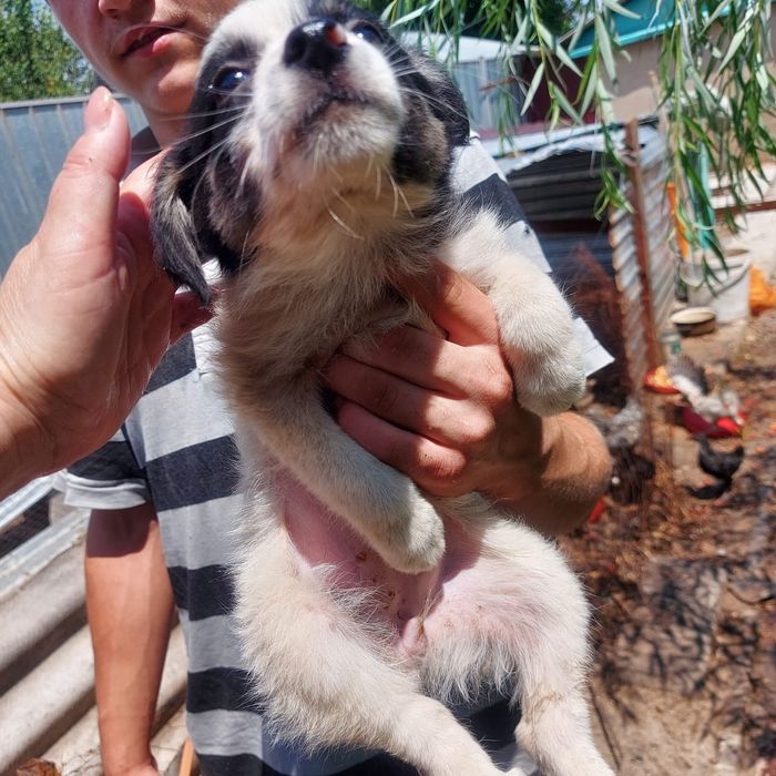 Отдам щенка в ответственные руки