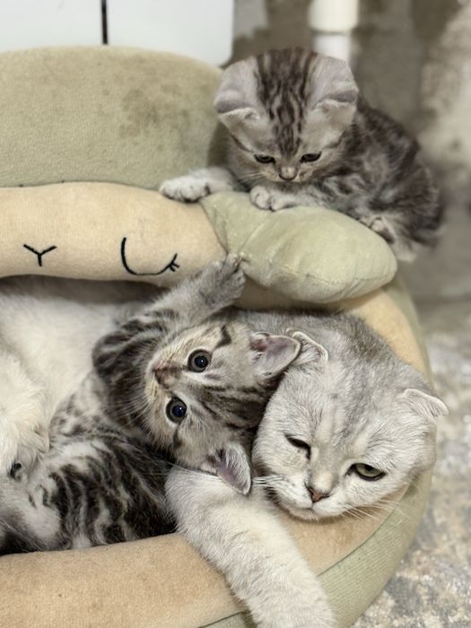 Продам котенка МАЛЬЧИК. Мама шиншилла.