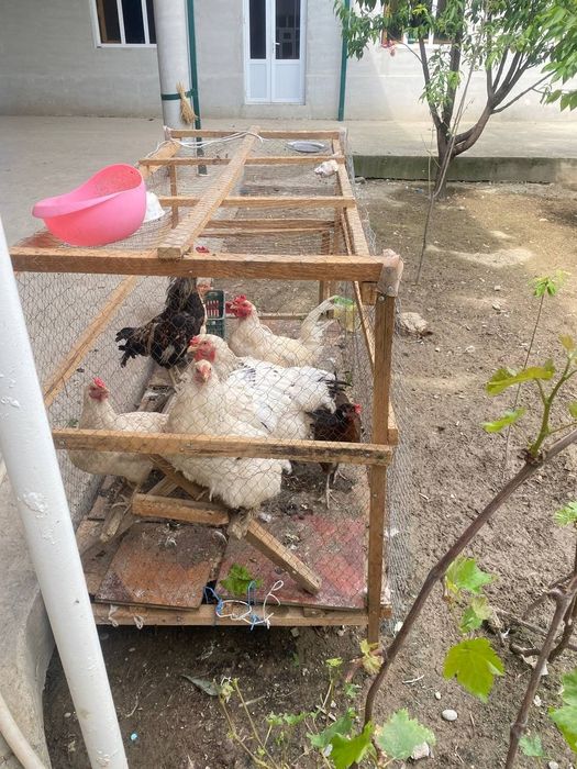 2 та хуроз 6 та мокйон