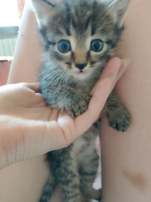 Отдам котят, даром.