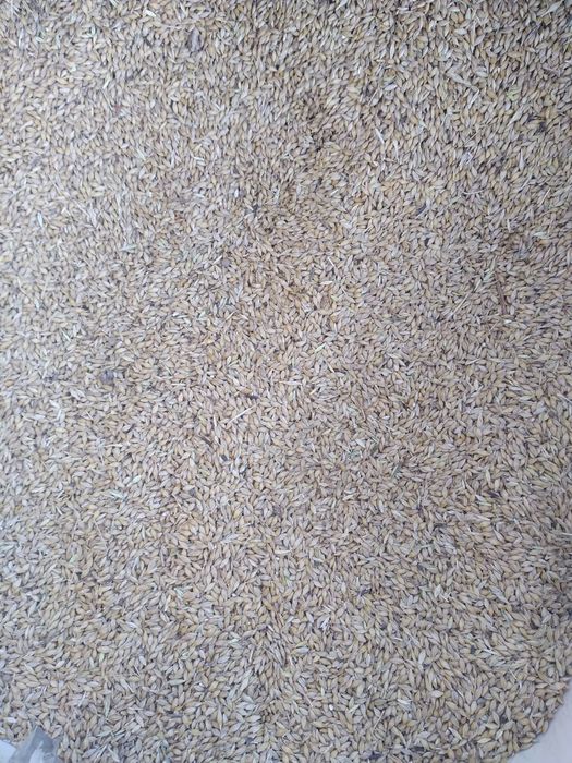 Ячьмень чистый на корм.