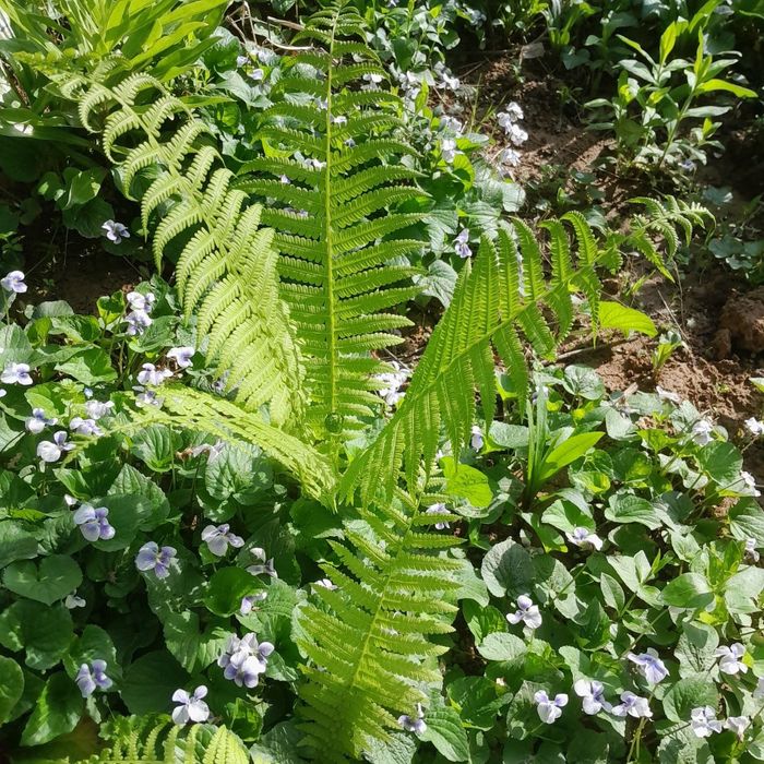 Продаются излишки  из сада - садовый папоротник " страусиное перо"ро